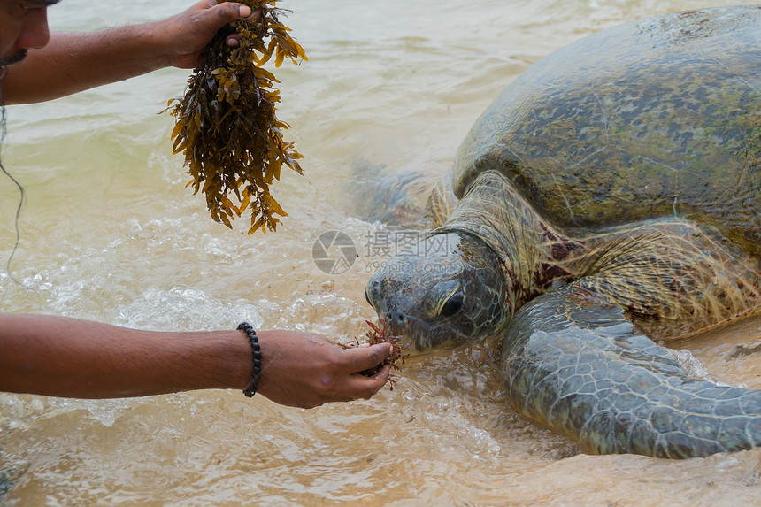 在印度洋的浅海沿岸海龟有来自人图片
