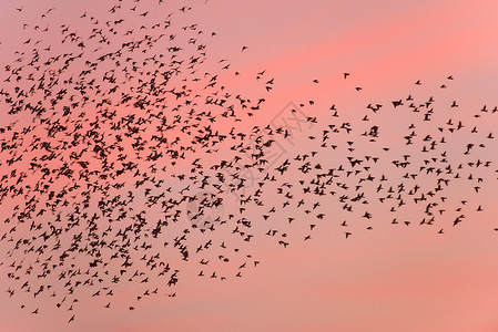 日落时鸟群迁徙图片