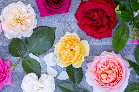 收集美丽的多色玫瑰顶视图背景图片