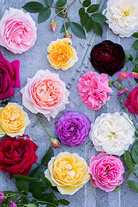 收集美丽的多色玫瑰顶视图背景图片