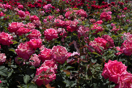 玫瑰园里种满了美丽的新鲜玫瑰背景图片