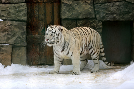 冬季动物园的大老虎图片