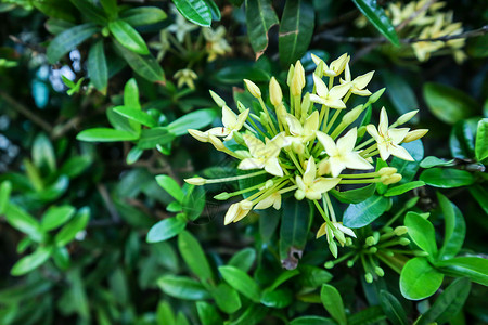 Ixora是一种热带到半热带的常青灌木图片
