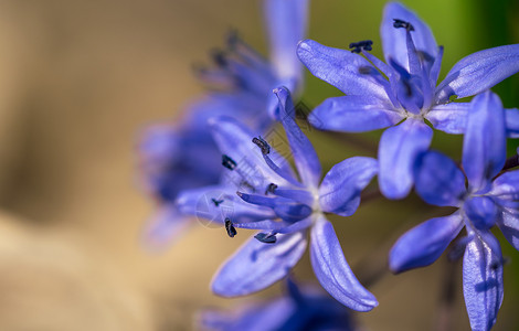 春天的森林花朵微距摄影图片