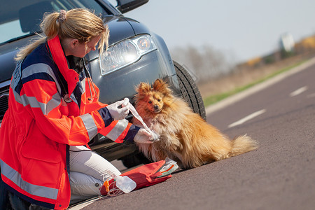 德国动物医疗生治疗一只受伤的狗图片