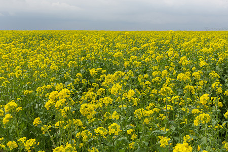 一个田地春天时有黄油籽图片