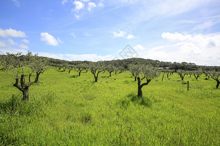 Porquerolles岛的绿色和农村腹地及其草原图片
