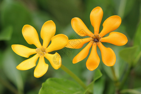 花栀子carinata墙图片