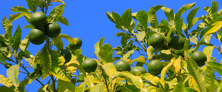 新的绿色柠檬树和柠檬水果以及图片