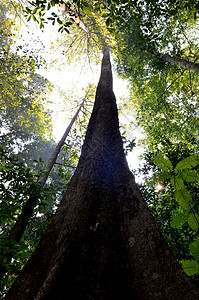亚洲热带雨林的自图片