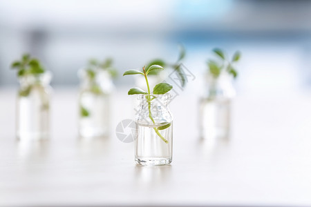 桌上有植物的玻璃瓶图片