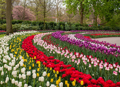 荷兰利塞库肯霍夫花园的五图片