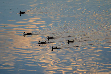 在水上漂浮的鸭子日落时鸭子图片