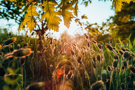 马可拍摄的黄花朵图片