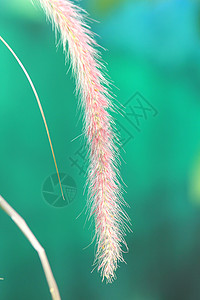 粉红草的柔和色调图片