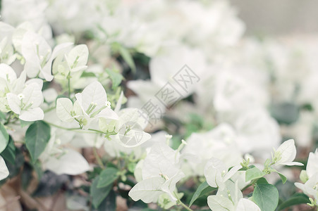白布干维尔鲜花的分枝有纸花的背图片