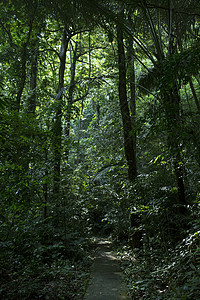 泰国甲米的雨林图片
