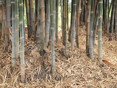 竹林热带丛林中的树木背景图片
