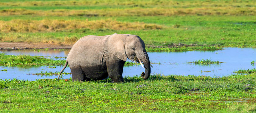水中大象肯尼亚国图片