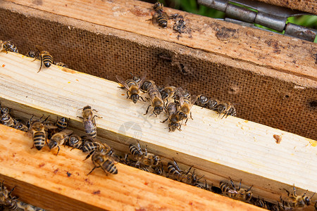近距离观察打开的蜂巢体显示蜜图片