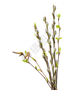 春柳枝和树枝图片