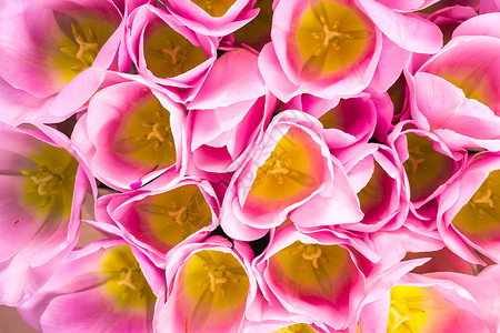 春花横幅粉红色的郁金香图片
