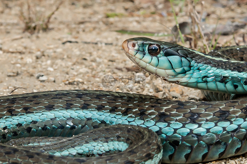 蓝纹石灰蛇ThamnophissirtalisSi图片