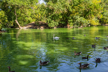 白天鹅和鸭子在湖中游泳图片