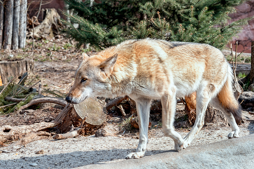 欧亚狼是俄罗斯和东欧土生长的灰狼的亚种图片
