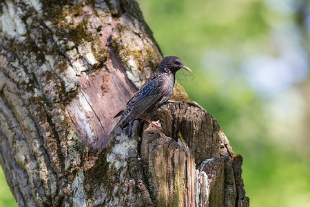 椋鸟和小鸡在树洞里图片