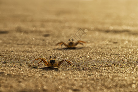 非洲莱多角海滩沙上的螃蟹安哥拉图片