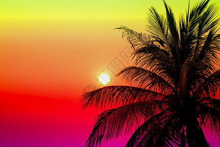 日落月光花椰子叶图片