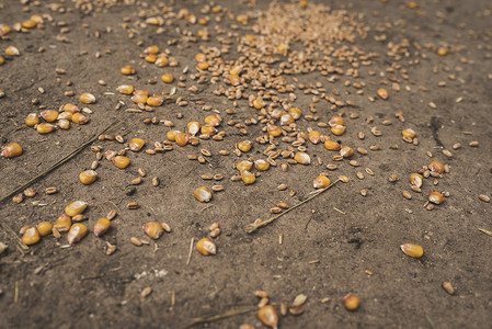 陆地上的小米和玉米粒图片