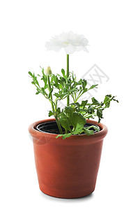 白色背景上的植物盆栽图片