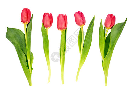 五个红色郁金香孤立在白色背景假日背景图片