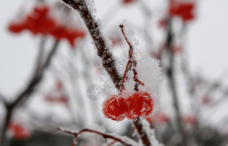 当第一个冻的红浆果时冷图片