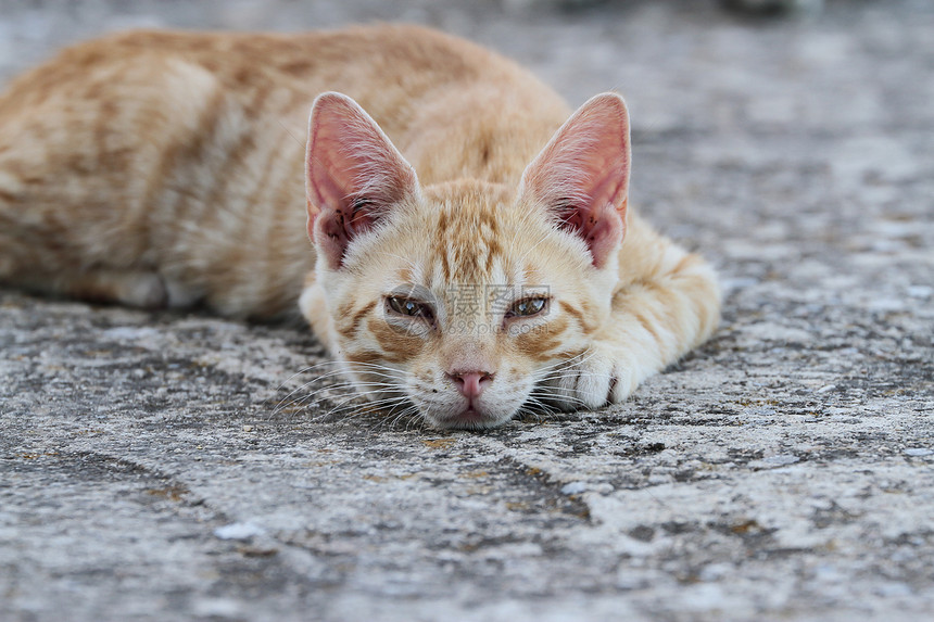 肉桂色猫在石地板上休息和观察的横向水平视图Cinnamoncolo图片