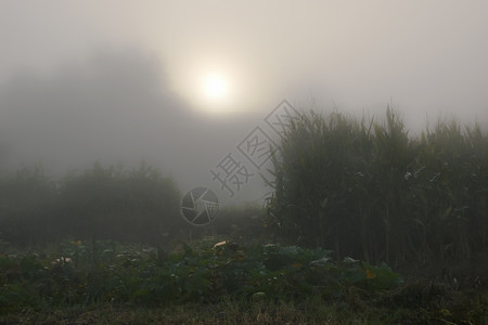穿过浓雾可见的花园图片