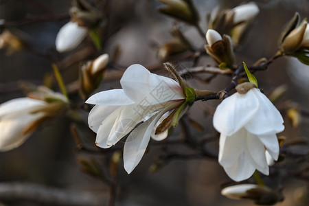 为木兰花树盛开美丽的春花图片