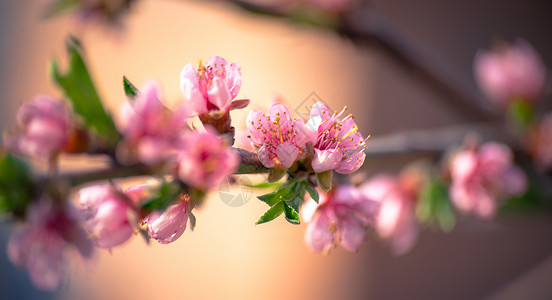 美丽的桃花枝背景图片