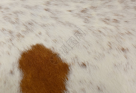 造型纺织品接近棕色和白色牛皮或肤A奶粉图片