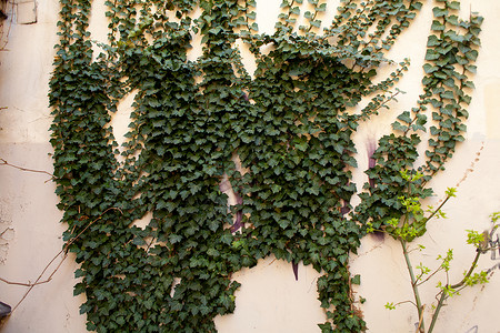 墙上的绿色植物大常春藤图片
