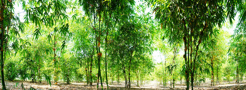 绿色竹子花园全景照片图片
