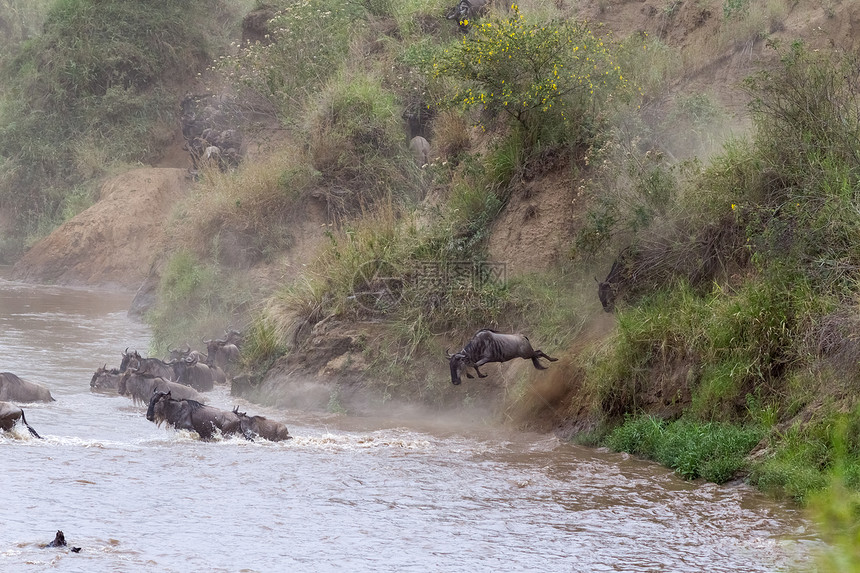 肯尼亚马拉河沿岸的大批食草动物流图片