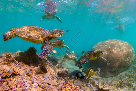 夏威夷绿海龟在夏威夷太平洋图片