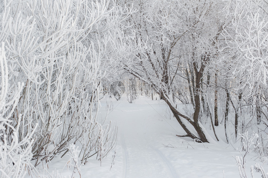 冬天雪中的树胡同图片