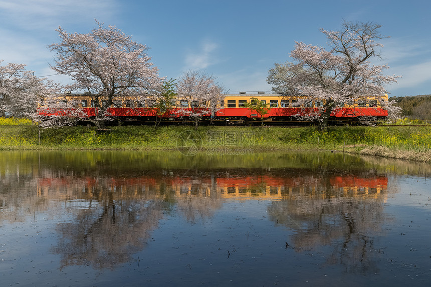 小凑铁道列车和樱花在春季点亮小凑线是日本千叶县图片