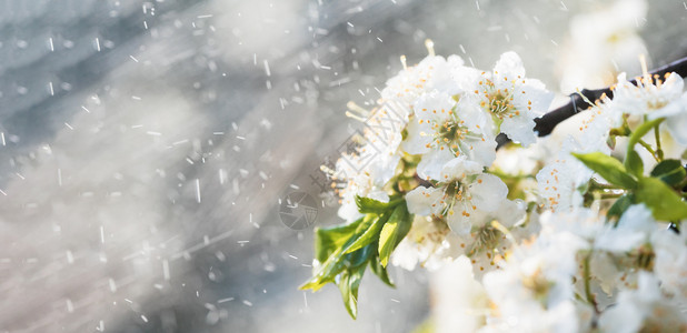 花园里的春雨春日雨中樱桃李的白花图片