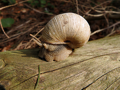 罗马蜗牛勃伦底蜗牛食用蜗牛Helixpo图片
