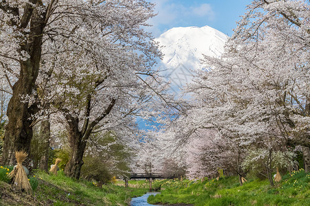 春季在OshinoHakkai的图片